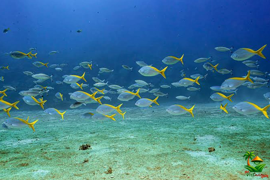 Snorkeling in Cham Island